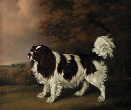 The History of the Cavalier King Charles Spaniel