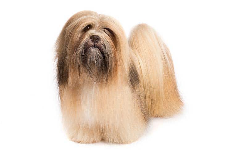 Kruiden Vakantie Blauwe plek What's So Special About The Lhaso Apso Personality? - Showsight