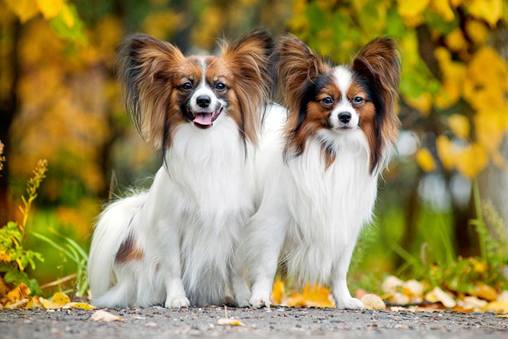 Papillon Dogs and Puppies for sale