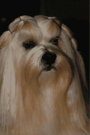 Understanding the Lhasa Apso Personality