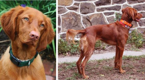 Long hair on a Vizsla is a disqualification.