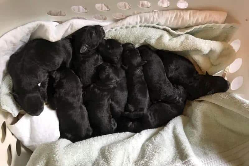 ZolaRoza Black Russian Terrier Puppies
