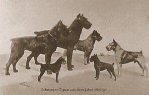 History of the Miniature Schnauzer