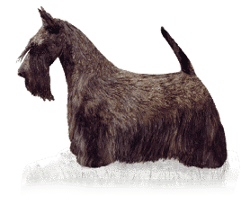 Scottish Terrier Standard
