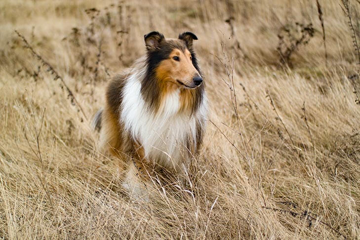 Correct Collie Expression