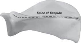 Figure 6. The Scapula