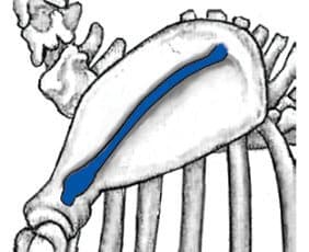 Figure 8. Spine of the Scapula (Blue)