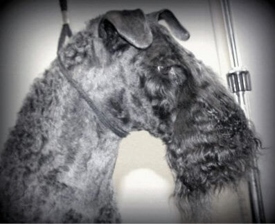 Grooming Kerry Blue Terrier