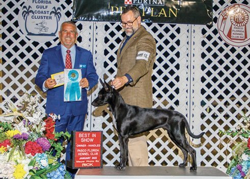 ‘Mucho Mucho’ winning Owner-Handled BIS at Pasco, FL show, (the first coated Xolo to have achieved this).