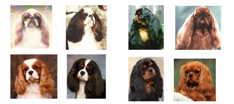 combined images of Cavalier King Charles Spaniesl and English Toy spaniels