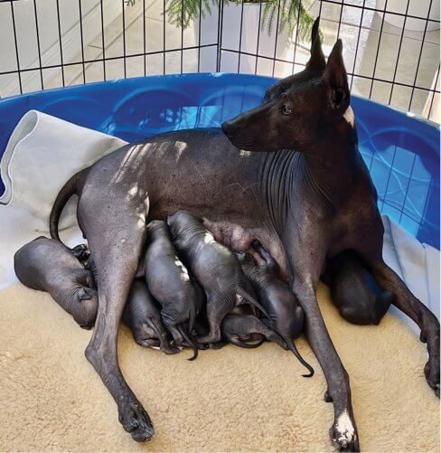 GCH Cazadora Del Rey with her pups
