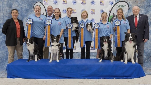 How Do Dog Agility Competitions Work? – American Kennel Club