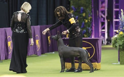 ‘Roxom’ competing in the Group at Westminster.