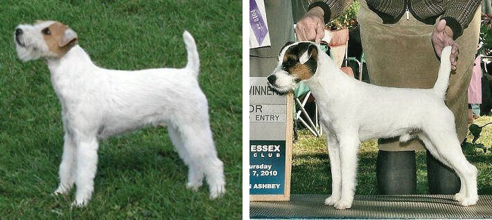 Judging the Parson Russell Terrier 