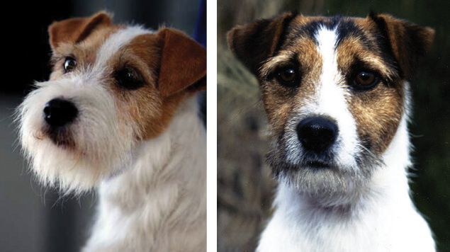 Judging Parson Russell Terrier