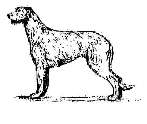 Judging Irish Wolfhounds