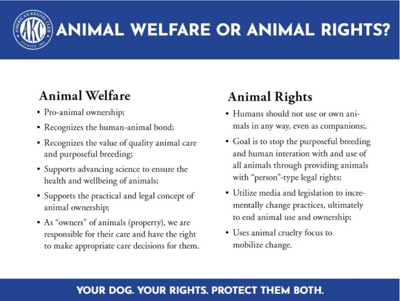 Animal Rights and Animal Welfare