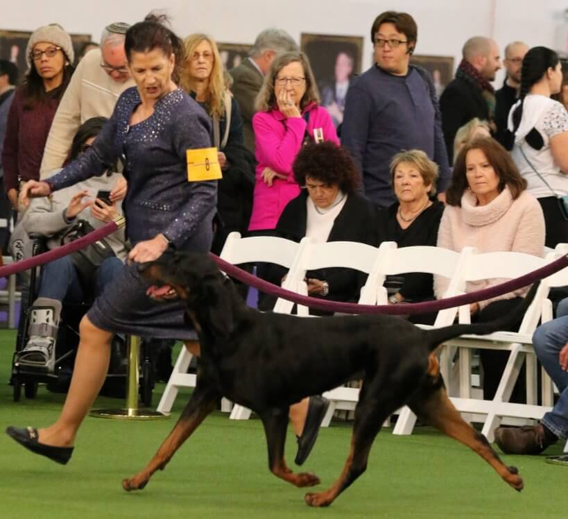 Zoe Bolin with her Black and Tan Coonhounds in a dog show ring