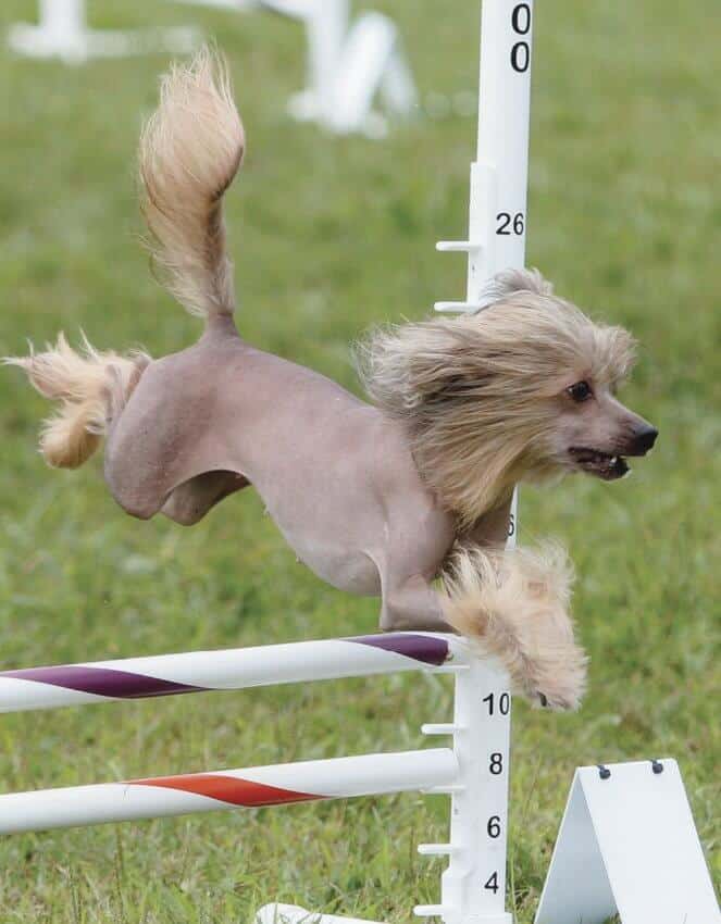 Purebred Chinese Crested Dogs