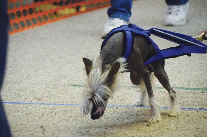 Purebred Chinese Crested Dogs