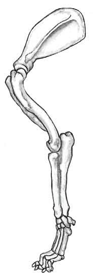 Closer Look at the Humerus (Upper Arm) of a Dog