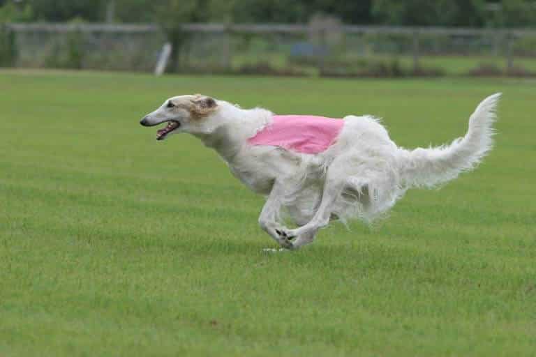 Lure Coursing Machine for Dogs - National Borzoi Club