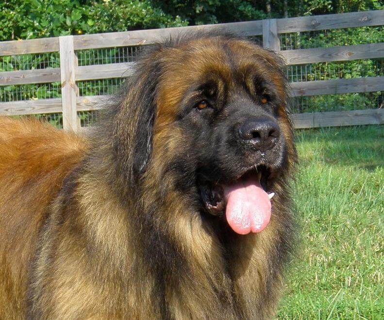 Life with Leonberger