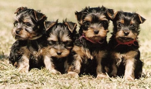 Silky Terrier Dog Breed - How to Guide
