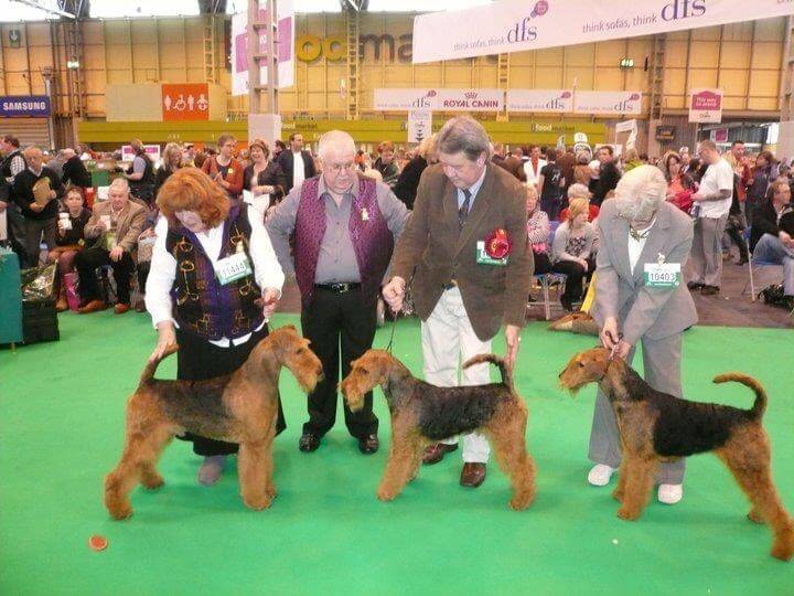 Longvue Airedale Terriers
