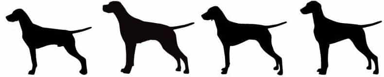 How to Judge the Pointer Dog Breed