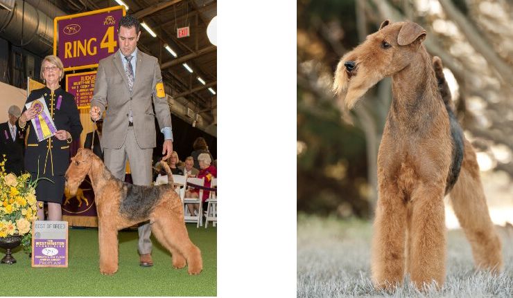 Longvue Airedale Terriers | Todd and April Clyde