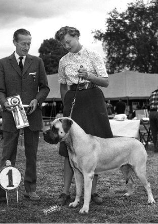 How to Judge the English Mastiff Dog Breed