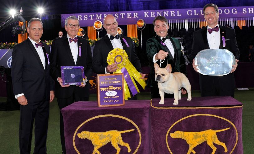 2022 WKC Reserve Best In Show - French Bulldog "Winston" 