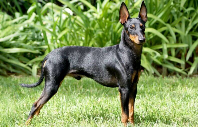 Manchester Terrier Dogs