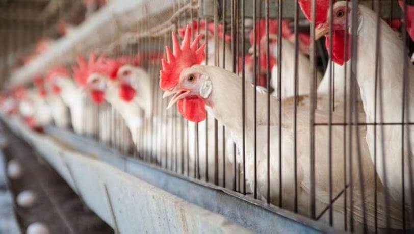 Animal Protection: Caged Hens