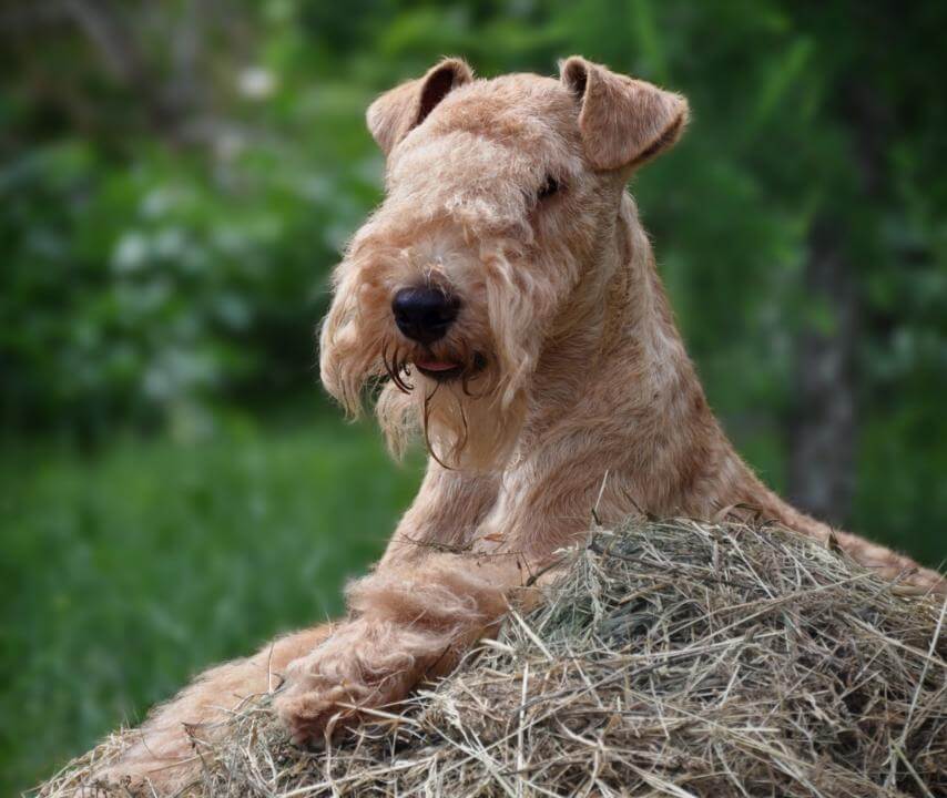Lakeland Terrier Head, Ears and Expression