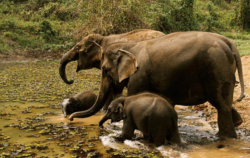 Animal Protection - Elephants with baby elephants