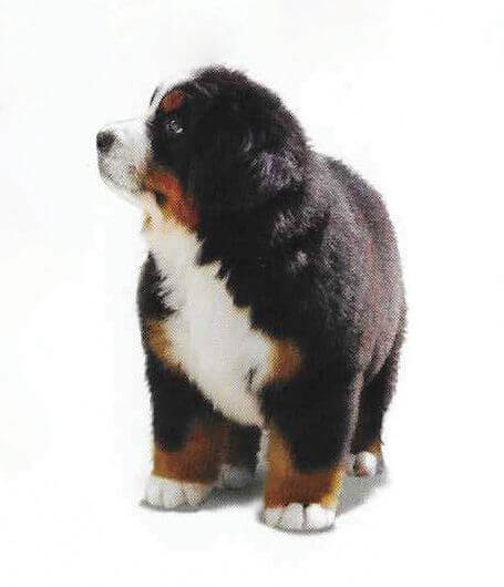 How to Judge the Bernese Mountain Dog Breed - Bernese Mountain Puppy