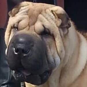 Rumples Chinese Shar-pei - ‘Legion’ (CH Margem’s Let’s Do It Again With Rumples)