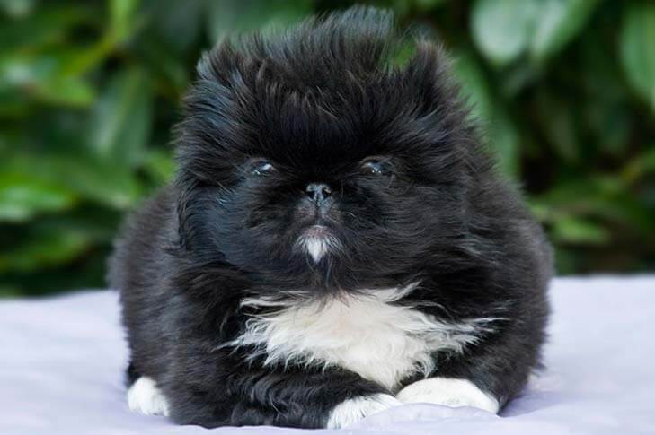 are pekingese good dogs