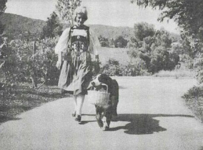 History of the Bernese Mountain Dog - an old black and white photo of a lady walking with her Bernese Moundain Dog in the country side