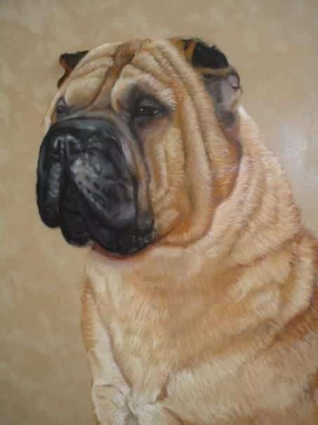 Rumples Chinese Shar-pei - ‘Gibson’ (CH Rumples The Brave Just Do It), the pride of Cindi’s heart; 