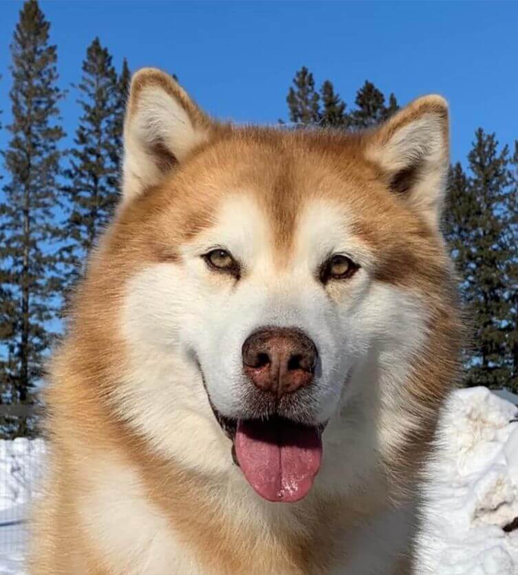 Alaskan Malamute Dog Head Photo