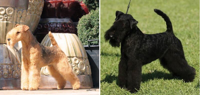 Lakeland Terrier Colors - Left: Grizzle and Tan, Right: Black