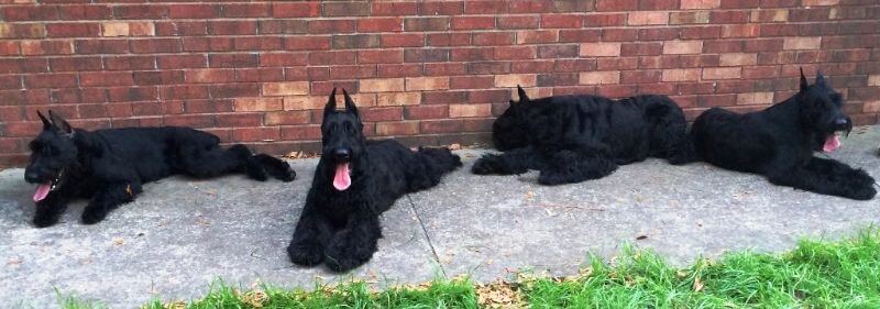 4 Dogs lying on a ground