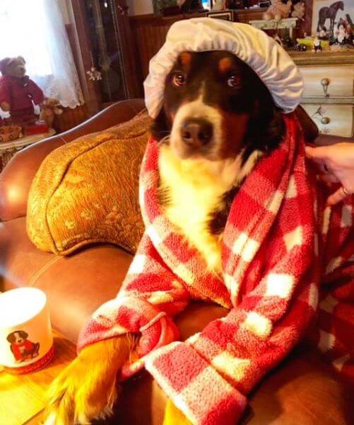 Bernese Mountain Dog dressed up in comfy clothes, has a white cap on the head