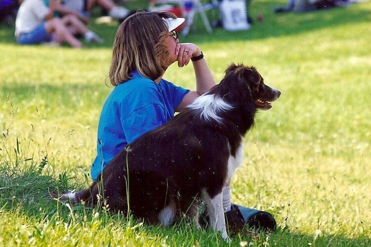 Border Collie Appearance: Coat, Colors & Ears - Showsight