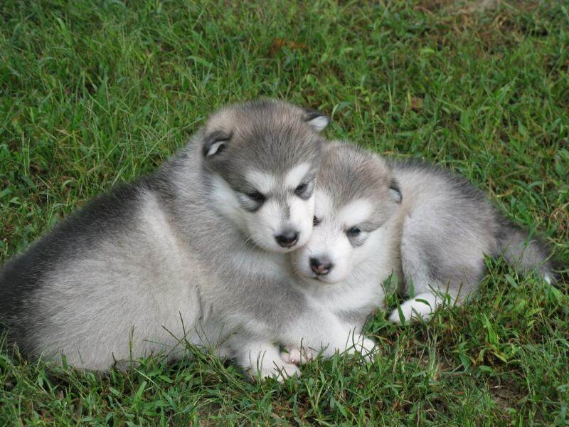 Puppies lying on the grass