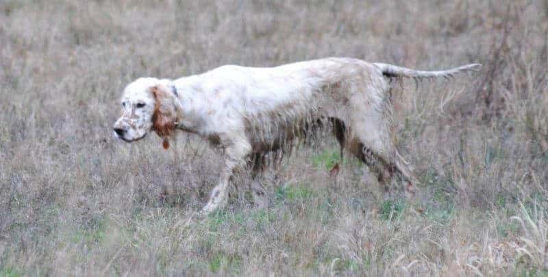 Figure 3. The 13th English Setter dual champion on point, showing us why it’s hard to keep long coat on an active hunter.