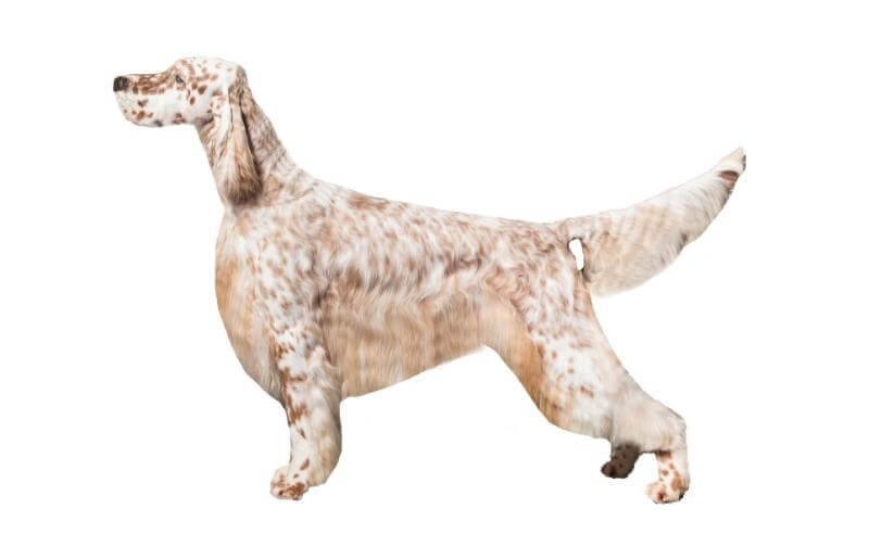 Figure 7. A compromise length of coat; long enough to be competitive in the Breed and Group rings, and short enough to allow the dog to hunt while being shown